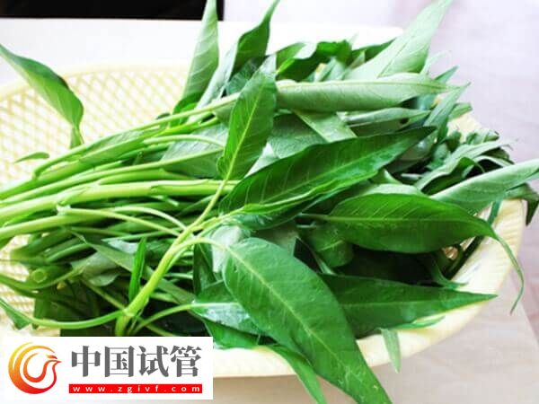 胚胎移植后吃空心菜是否有利于排便(图1) 胚胎移植后吃空心菜是否有利于排便(图1)