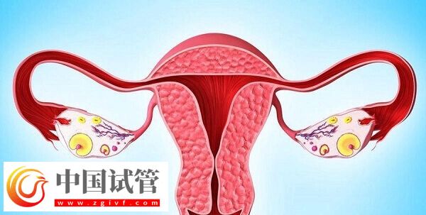 达菲林降调成功卵泡是多大(图4) 达菲林降调成功卵泡是多大(图4)