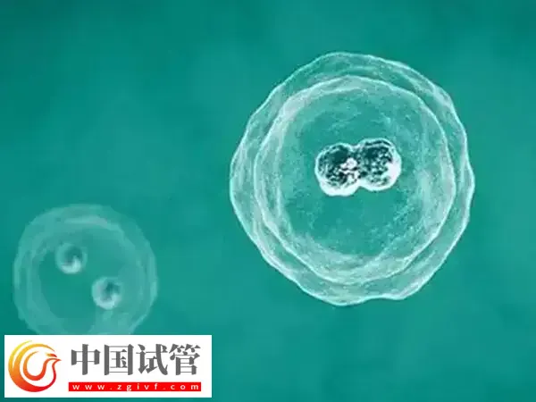 试管移植后肩胛骨疼热敷几次好(图1) 试管移植后肩胛骨疼热敷几次好(图1)