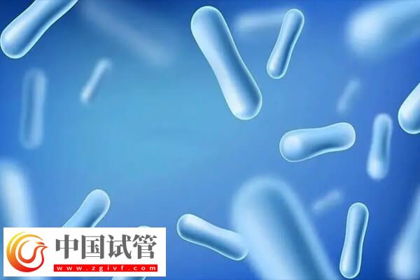 试管移植前吃益生菌的作用是什么(图2) 试管移植前吃益生菌的作用是什么(图2)