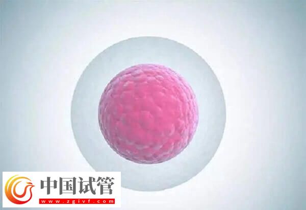 注射普丽康卵泡一天长多少(图2) 注射普丽康卵泡一天长多少(图2)