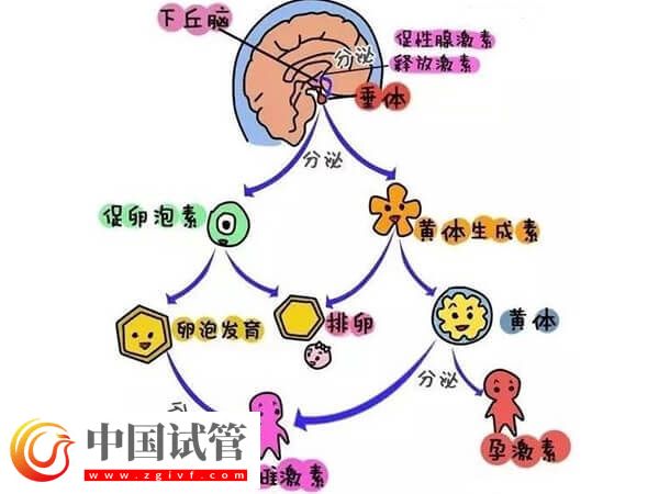 注射普丽康卵泡一天长多少(图3) 注射普丽康卵泡一天长多少(图3)