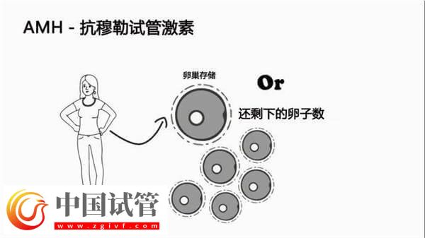 40岁女性的amh数值为5是正常的吗?参考值是多少?(图1) 40岁女性的amh数值为5是正常的吗?参考值是多少?(图1)