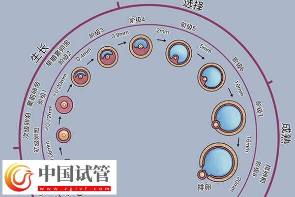 卵泡黄素化的诱因是什么(图1) 卵泡黄素化的诱因是什么(图1)