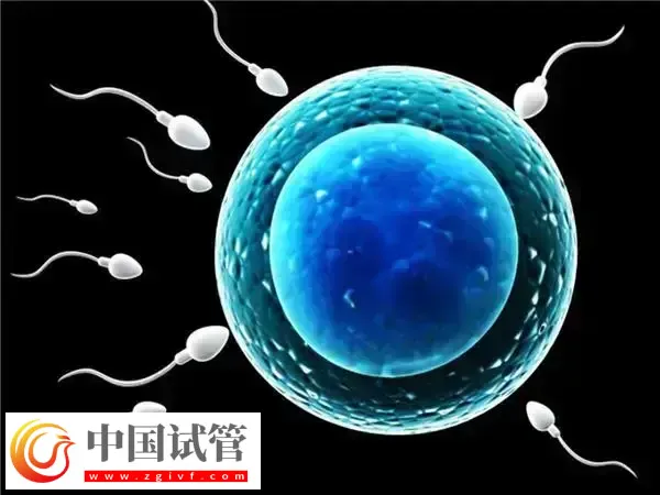桥本甲状腺炎能不能做试管婴儿(图1) 桥本甲状腺炎能不能做试管婴儿(图1)