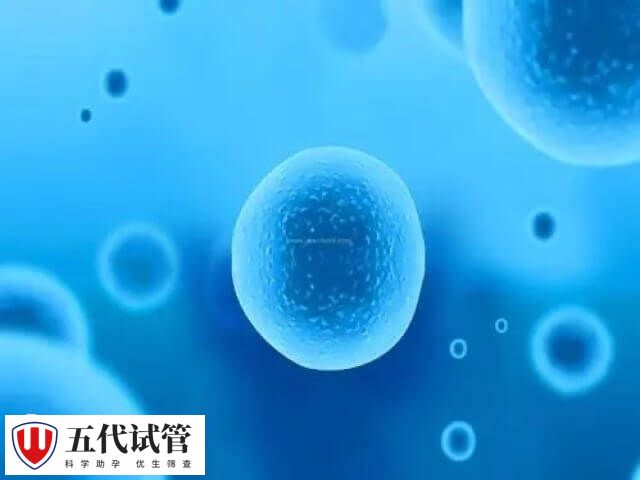 精卵质量好可提高胚胎培养数量