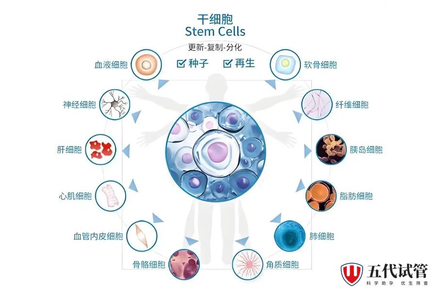 港科大（广州）——赛莱拉干细胞AI产学研合作项目启动